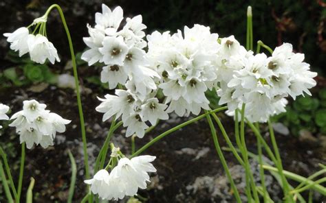 Díszhagyma Allium zebdanense Királykert Virághagyma re