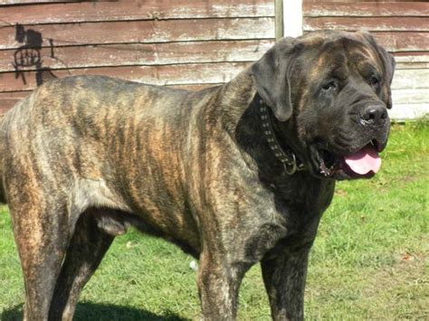 31 English Bullmastiff Brindle Puppies Collection See More Ideas