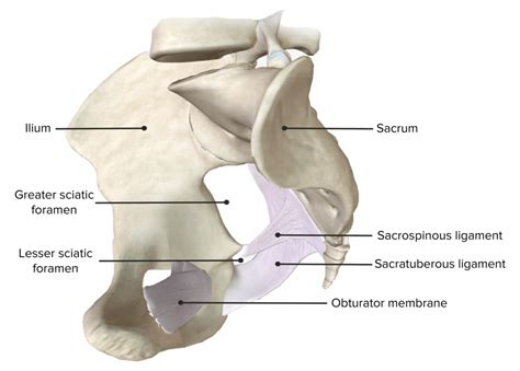 Pelvis Anatom A Concise Medical Knowledge