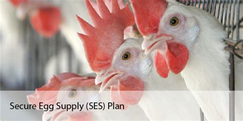 Eggs Secure Poultry Supply