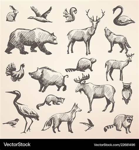 European Forest Wild Animals Collection Royalty Free Vector