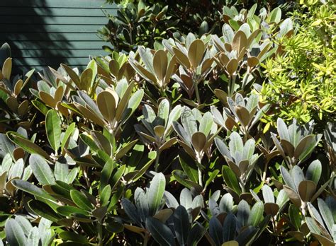 Most importantly, we will still have a joint event with gossler farms nursery, 1200 weaver road in springfield, who sells a full range of. Gossler Farms Nursery, in person - Plant Lust