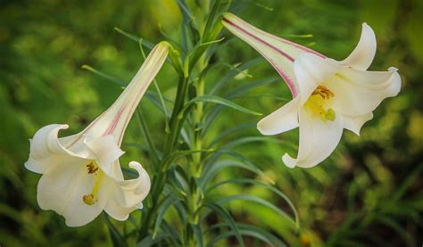 Types Of Lilies All About Facts And How To Grow Them Morflora