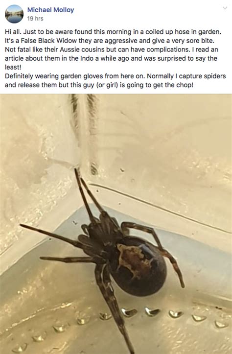 Black widows can be found in nearly all parts of north america except the very coldest. False black widow spiders spotted in various Irish towns ...