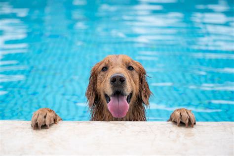 Dog Days Of Summer Cool Down With A Free Craigslist Denver Pup