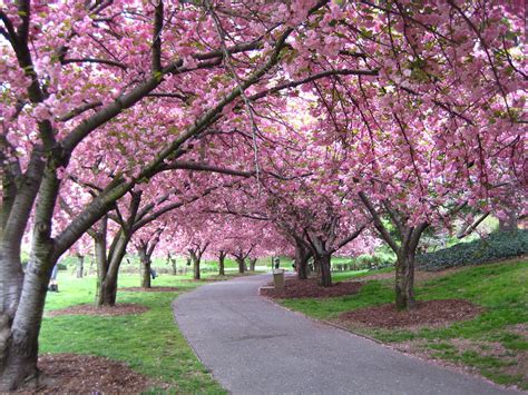 The Pink Cherry Blossom Trees Are Magical At The Festival In Nyc At The