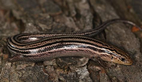 All Of Nature Skinks Lizzards And Lyme Disease