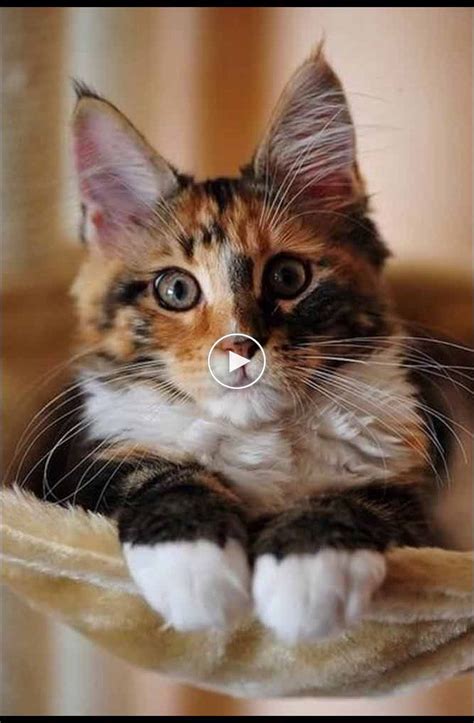 Cute Kittens Will Melt Your Heart Kittens That Will Make