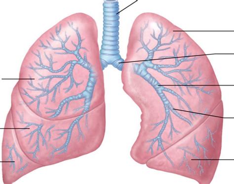 Lung Diagram Diagram Quizlet