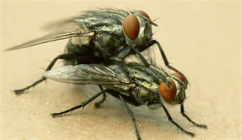 Scientists Discover A Kinky New Fly Species In New York City Secret Nyc