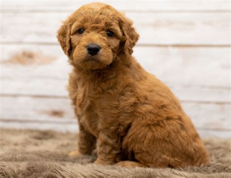 They are everybody's friend and devoted to their family. Multi-Gen Mini Goldendoodle Puppies | Available Now ...