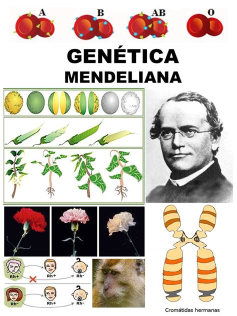 Biología Utp GenÉtica Mendeliana
