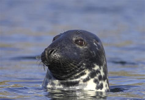 Wild Scotland Wildlife And Adventure Tourism Mammals Semi Aquatic