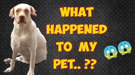 What Happened To My Pet Part 1 Buddy 02 Vlog Youtube