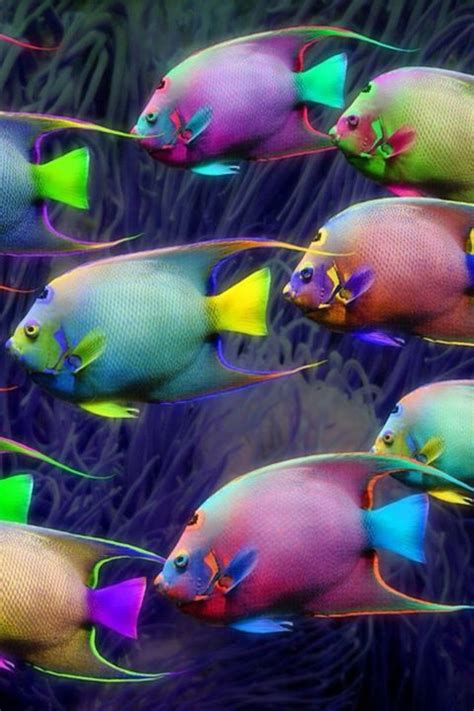 21 Best Colorful Fish Images On Pinterest Colorful Fish Comet