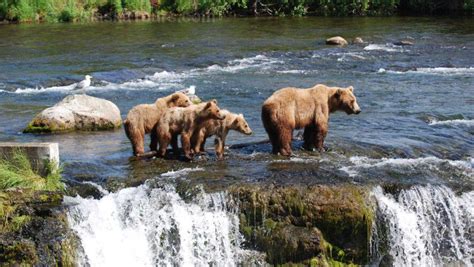 Brooks Falls Katmai National Park Alaska Bear Viewing Tour 2d
