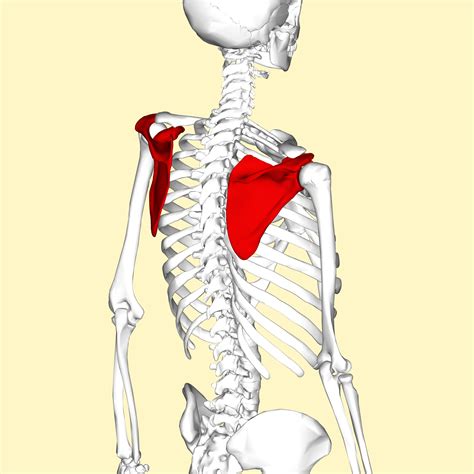 Filescapula Lateral View2png
