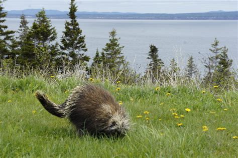 Wildlifelove 9 Wild Facts About Porcupines Scenic Hudson