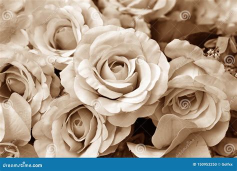 Vintage Roses Flowers Stock Photo Image Of Card Copy 150953250
