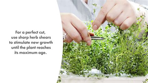 How To Prune Thyme Youtube