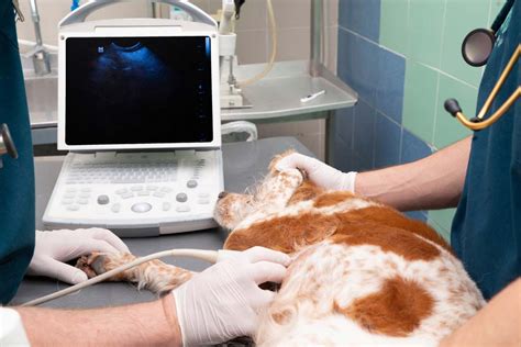 Pet Ultrasonography In Mount Isa Aaa Vet Clinic