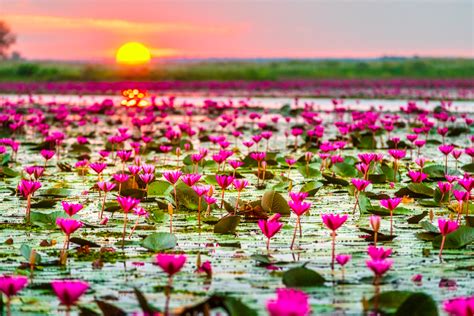 Pink Lotus Lake Cnn Travelers Top 15 Most Unique Lakes In The World