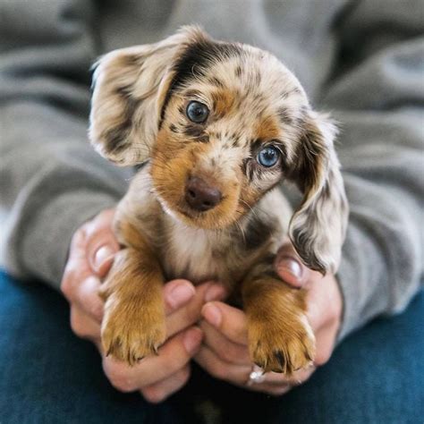 20 Cute Puppies To Brighten Up Your Day
