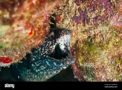 Close Up View Of An Angry Spotted Moray Eel In The Bonaire Marine Park