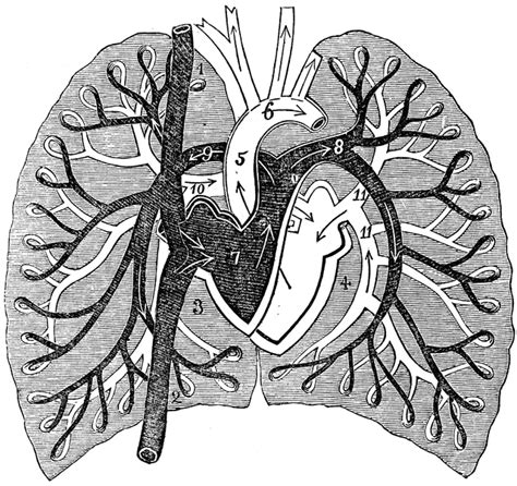 A Diagram Of Pulmonary Circulation ClipArt ETC