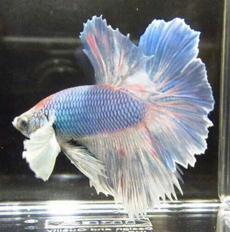Pastel Blue Pink White Dumbo Hm Betta Fish Betta Fish Tank