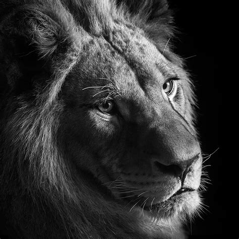 These Black And White Animals By Lukas Holas Are Just Mesmerizing