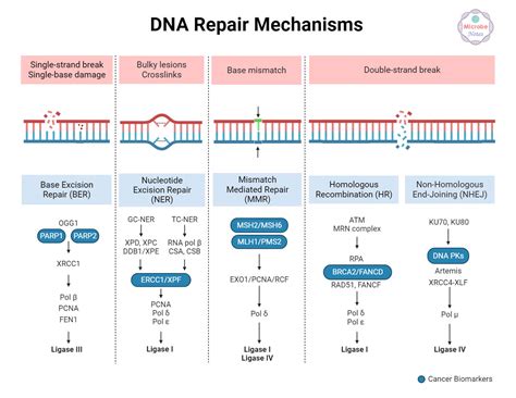 Dna Damage And Dna Repair Types And Mechanism