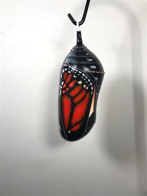 12 3 8 Ready To Emerge Monarch Butterfly Chrysalis Etsy