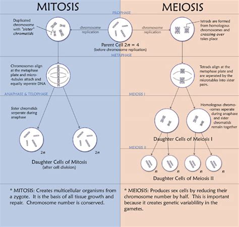 Annie S Science Blog Meiosis Vs Mitosis