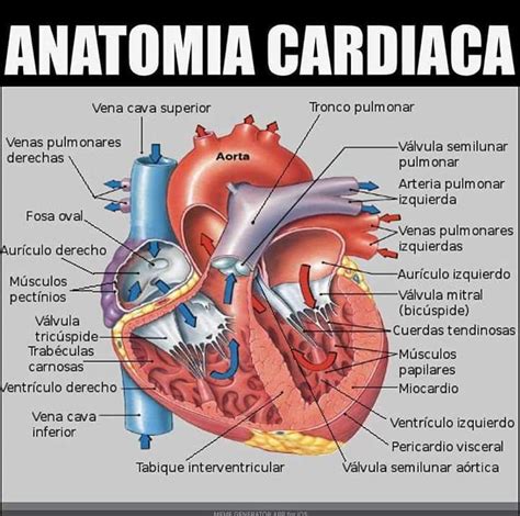 Anatomia Cardíaca Anatomia I