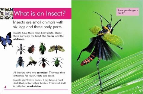 Educating your kids about animals can be as much fun as watching a movie or reading a book. Go Facts - Animals: Insects - Blake Education Educational Resources and Supplies - Teacher ...
