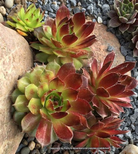 Photo Of The Entire Plant Of Hen And Chicks Sempervivum Suixie From