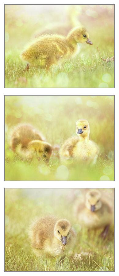 Fluffy Gosling Chicks Triptych Photograph By Patti Deters Fine Art