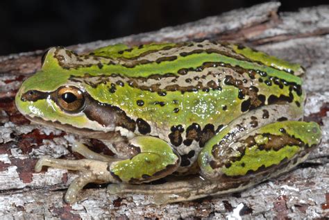 Refuges offer hope for the spotted tree frog