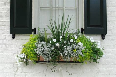 We suggest choosing a plant that isn't already producing flowers and fruit. What Flowers And Plants Grow Well In Window Boxes? (With ...