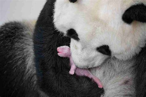 Are Giant Pandas Dangerous To Humans Must Read