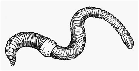 Collection Of Free Worm Drawing Download On Ui Ex Earthworm Black And