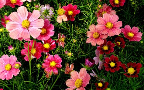 These are the search results for flowers. Pink Cosmos Flowers Wallpapers | HD Wallpapers | ID #18557