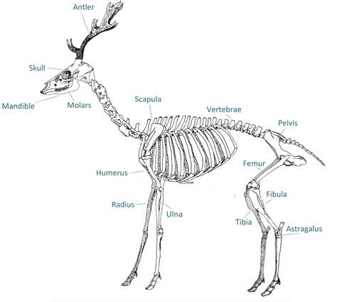 Anchor chart diagram leg human knee skeleton health bone science human body. Labeled deer skeleton | Calaveras, Venado, Uñas azules