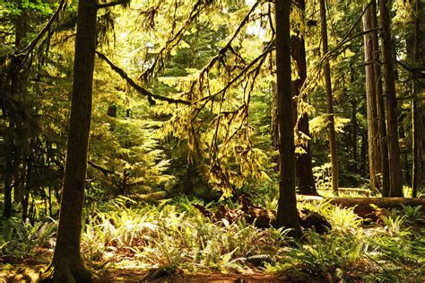 Thirteen Things At Macmillan Provincial Park Vancouver Island Rusty