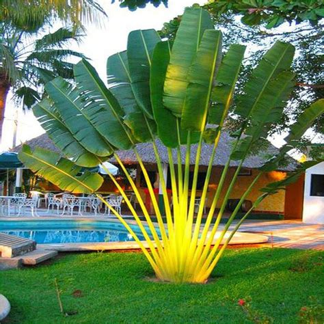 20 Seeds Perennial Plant Palm Tropical Cycas Seed Garden Rare Tree