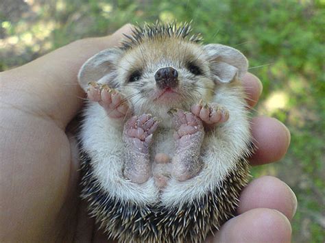 29 Of The Most Adorable Baby Animals Top13