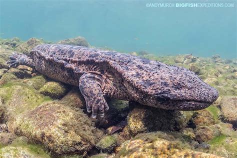 Japanese Giant Salamanders 002 Big Fish Expeditions