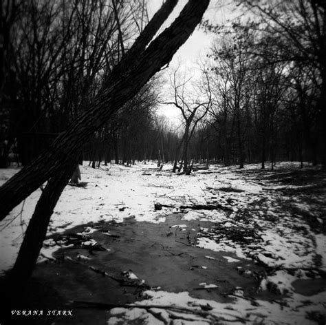 Winter Forest Series 8 Black And White Version Of Another