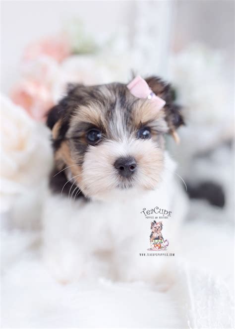 Parti Yorkie Puppy For Sale Teacup Puppies 248 Teacup Puppies And Boutique